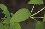 Yellow giant hyssop